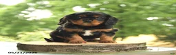 Cavalier King Charles Spaniel dogs for sale: BJ - Ad 4