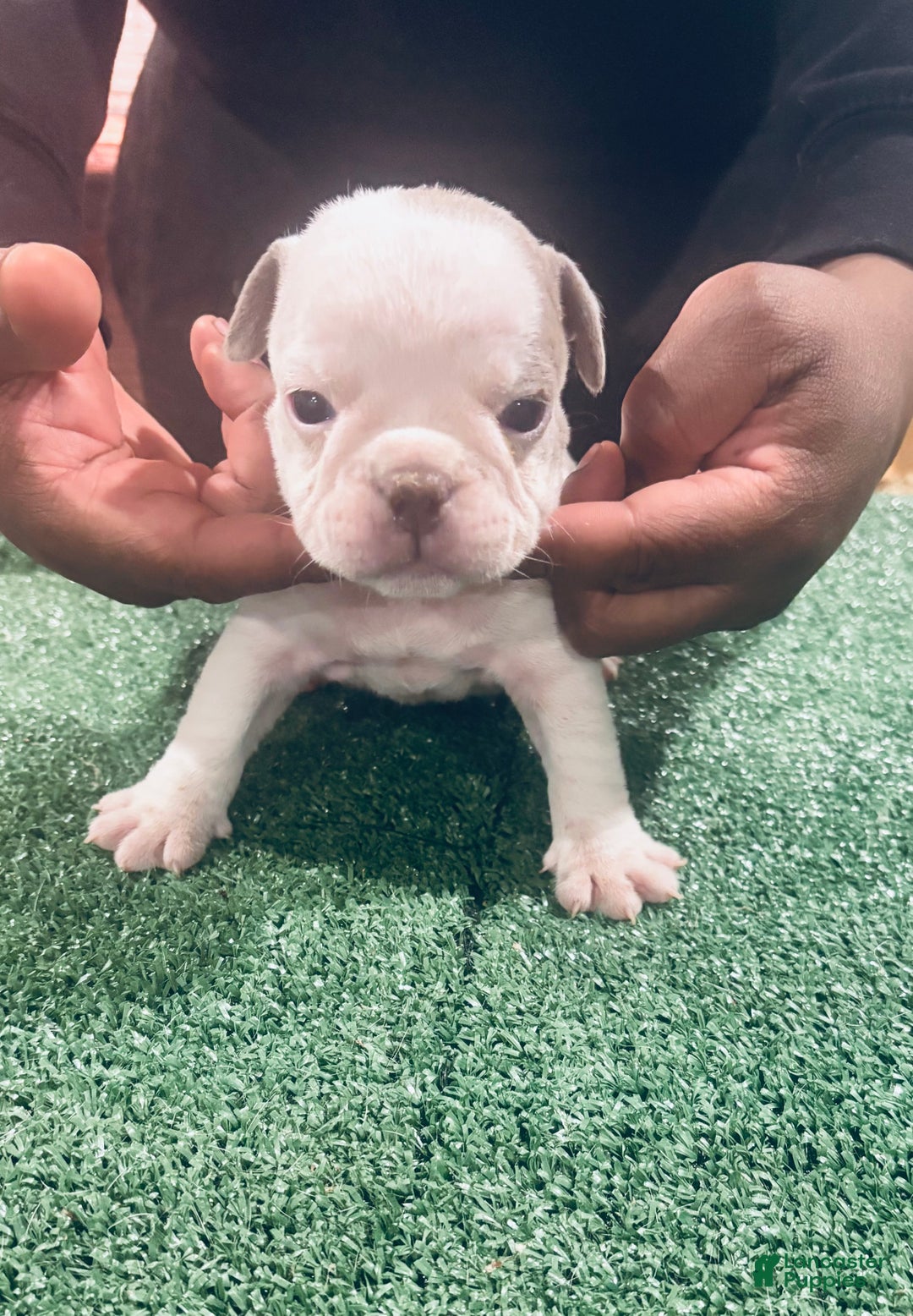 American Bully dogs for sale: American Bully Puppy 6 - Ad 23