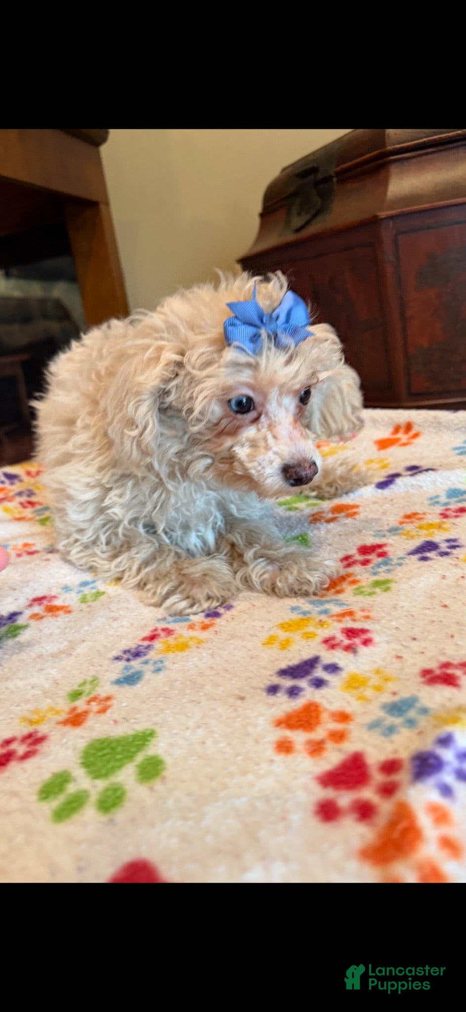 Miniature Poodle dogs Leeza - Ad 1