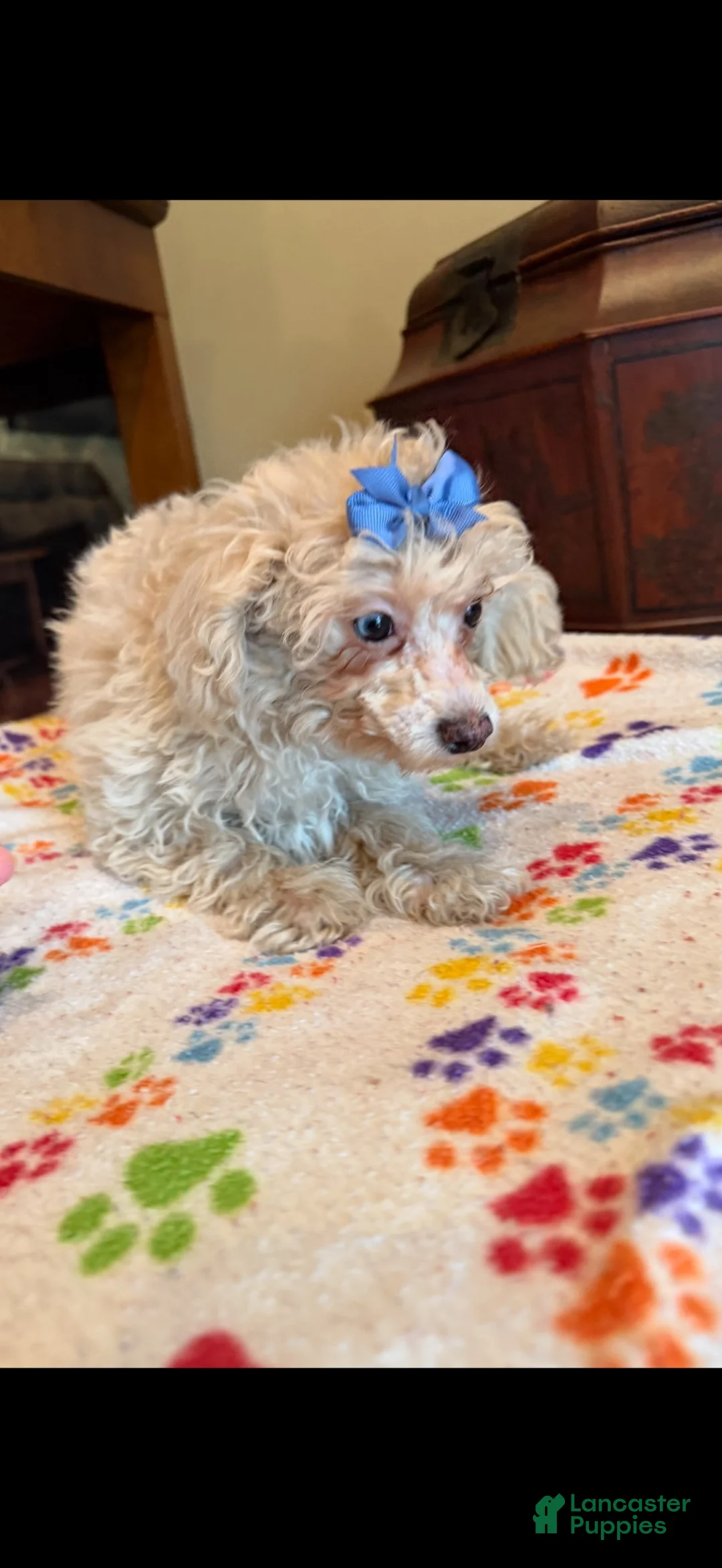 Miniature Poodle dogs for sale: Leeza - Ad 1