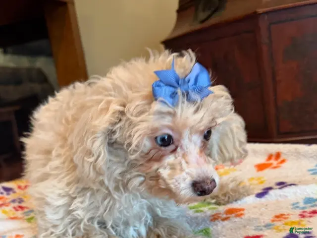 Miniature Poodle dogs for sale: Leeza - Ad 1