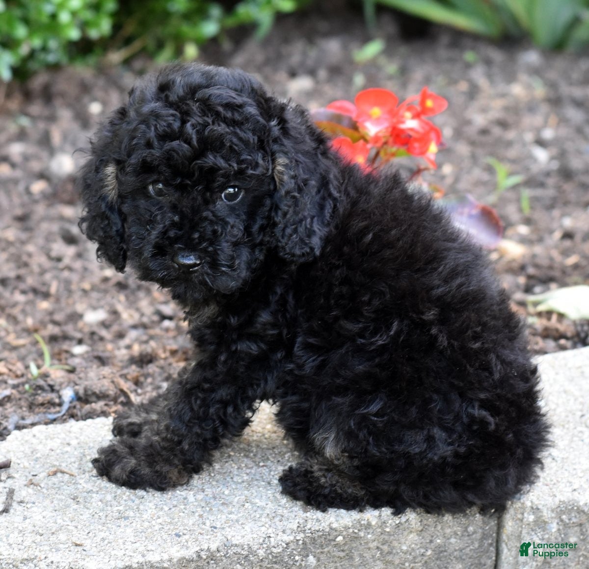 Miniature Poodle dogs for sale: Alex - Ad 1