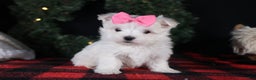 Maltese dogs for sale: ABBEY - Ad 15
