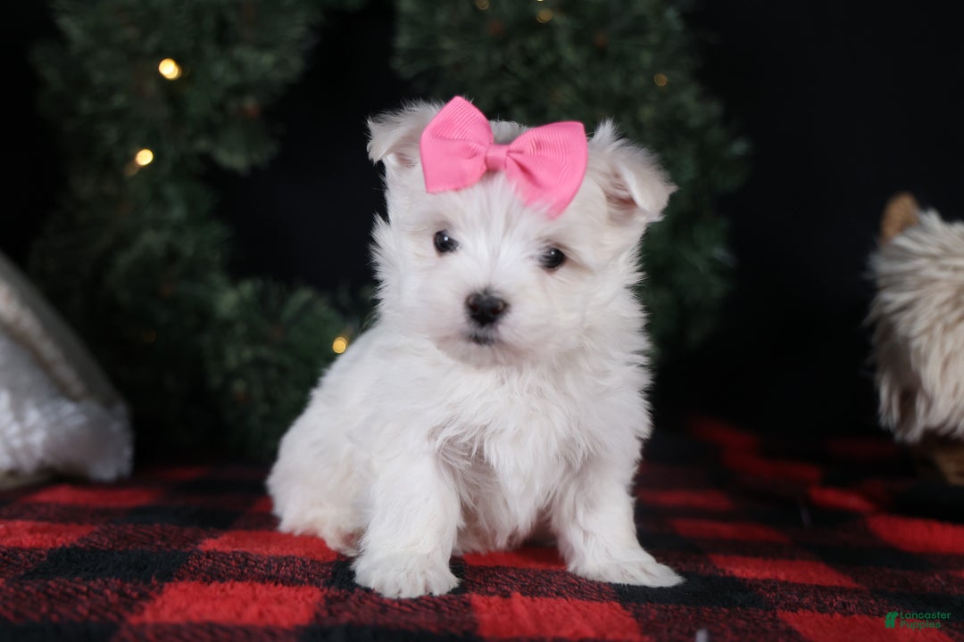 Maltese dogs for sale: ABBEY - Ad 15