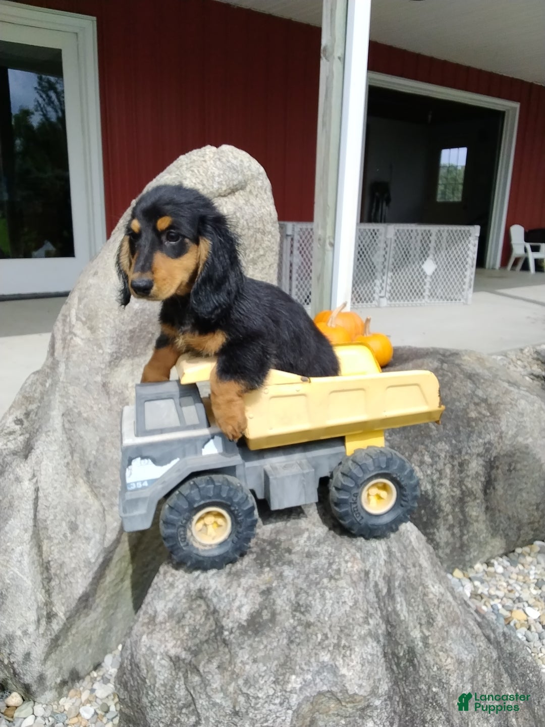 Miniature Dachshund dogs Lucky - Ad 1