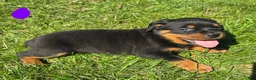 Rottweiler dogs for sale: Rottweiler purple collar female  - Ad 3