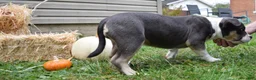 American Bully dogs for sale: American Bully 5 - Ad 12