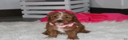 Cockapoo dogs for sale: Felicity  - Ad 4