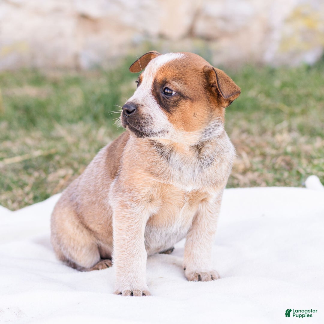 Mixed Breed dogs for sale: Hunter  - Ad 2