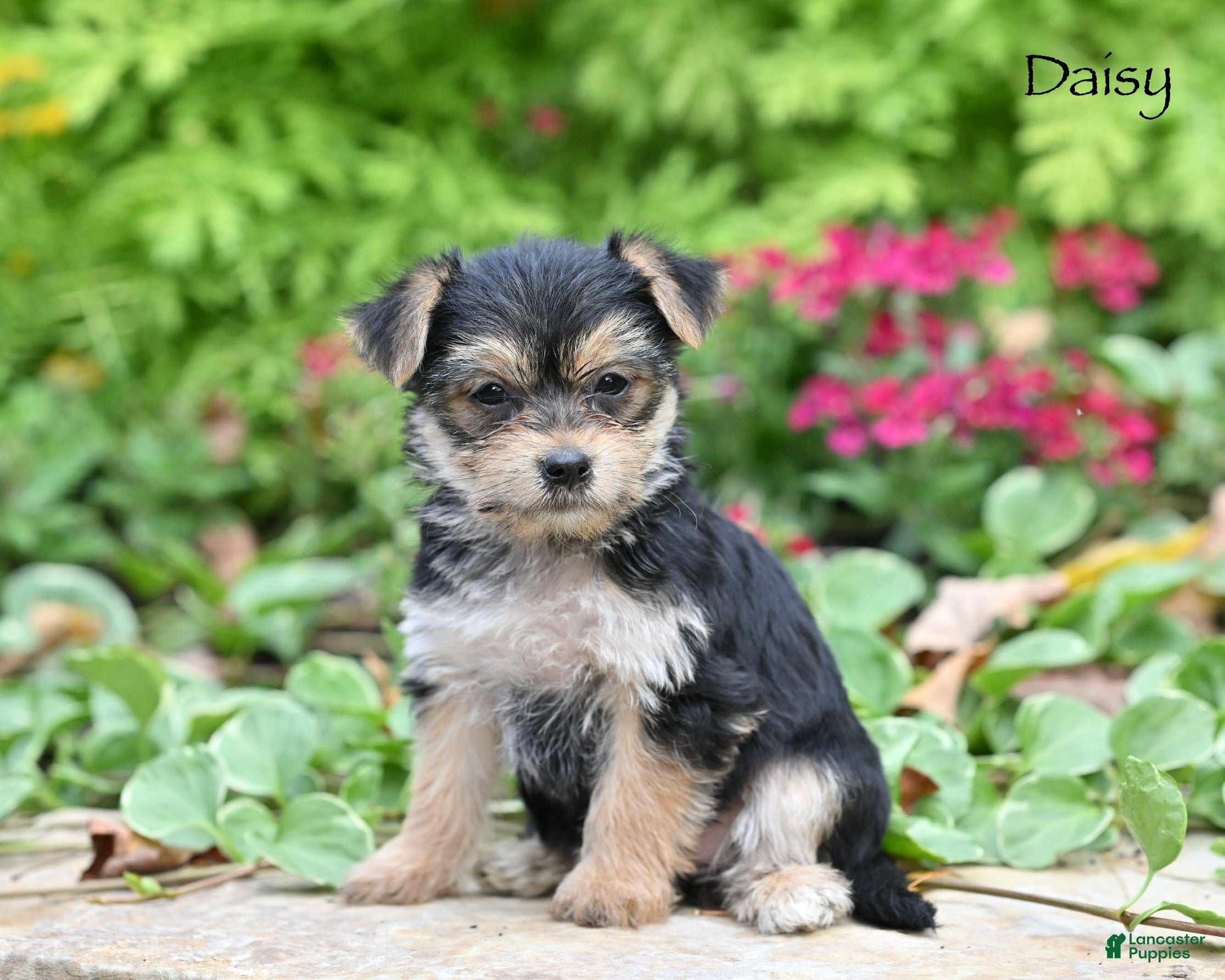 Morkie dogs Daisy - Ad 1