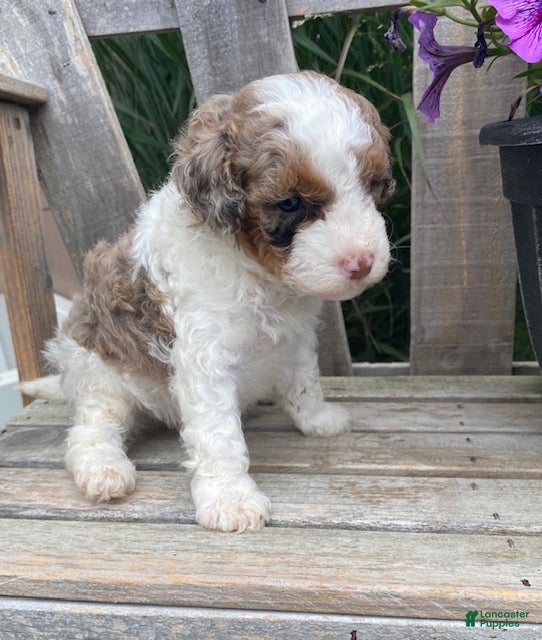 Cavapoo dogs Lewis - Ad 1