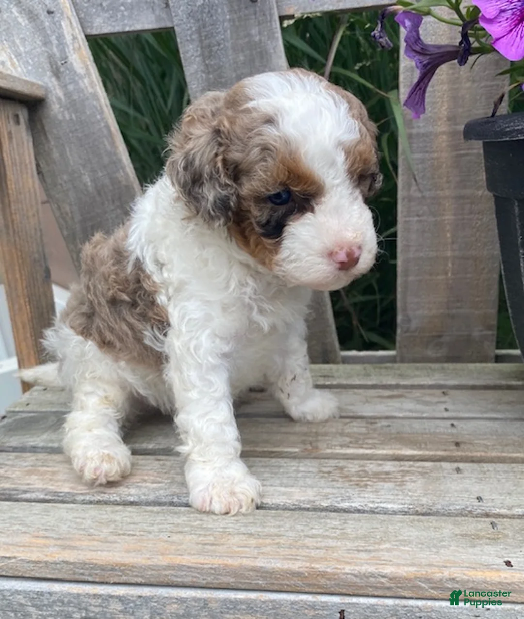 Cavapoo dogs for sale: Lewis - Ad 1