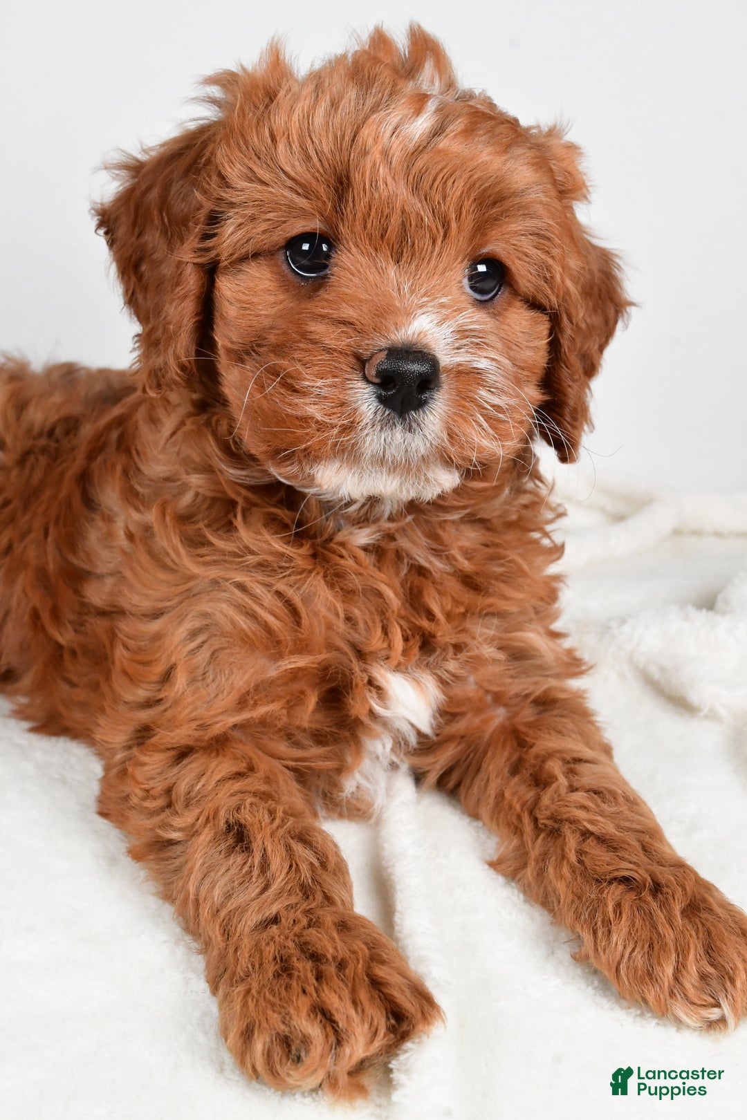 Cavapoo dogs for sale: Mable - Ad 1