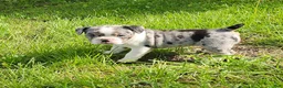 Mixed Breed dogs for sale: Mini Merle Girl - Ad 5