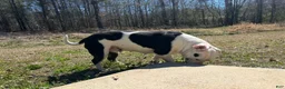 American Bully dogs for sale: American Bully 4 - Ad 4