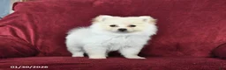 Pomeranian dogs for sale: Frisky - Ad 3