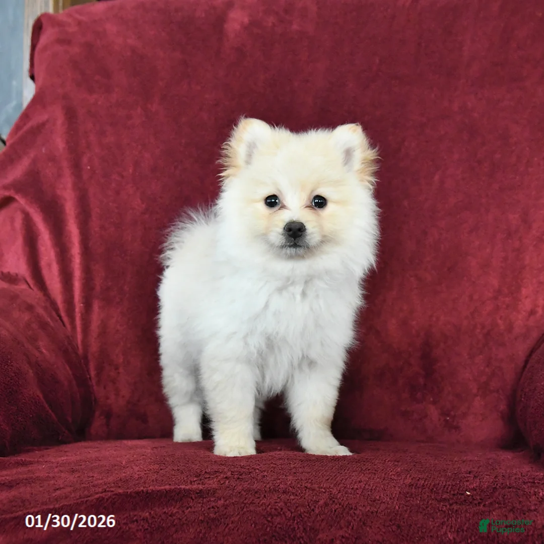 Pomeranian dogs for sale: Frisky - Ad 3