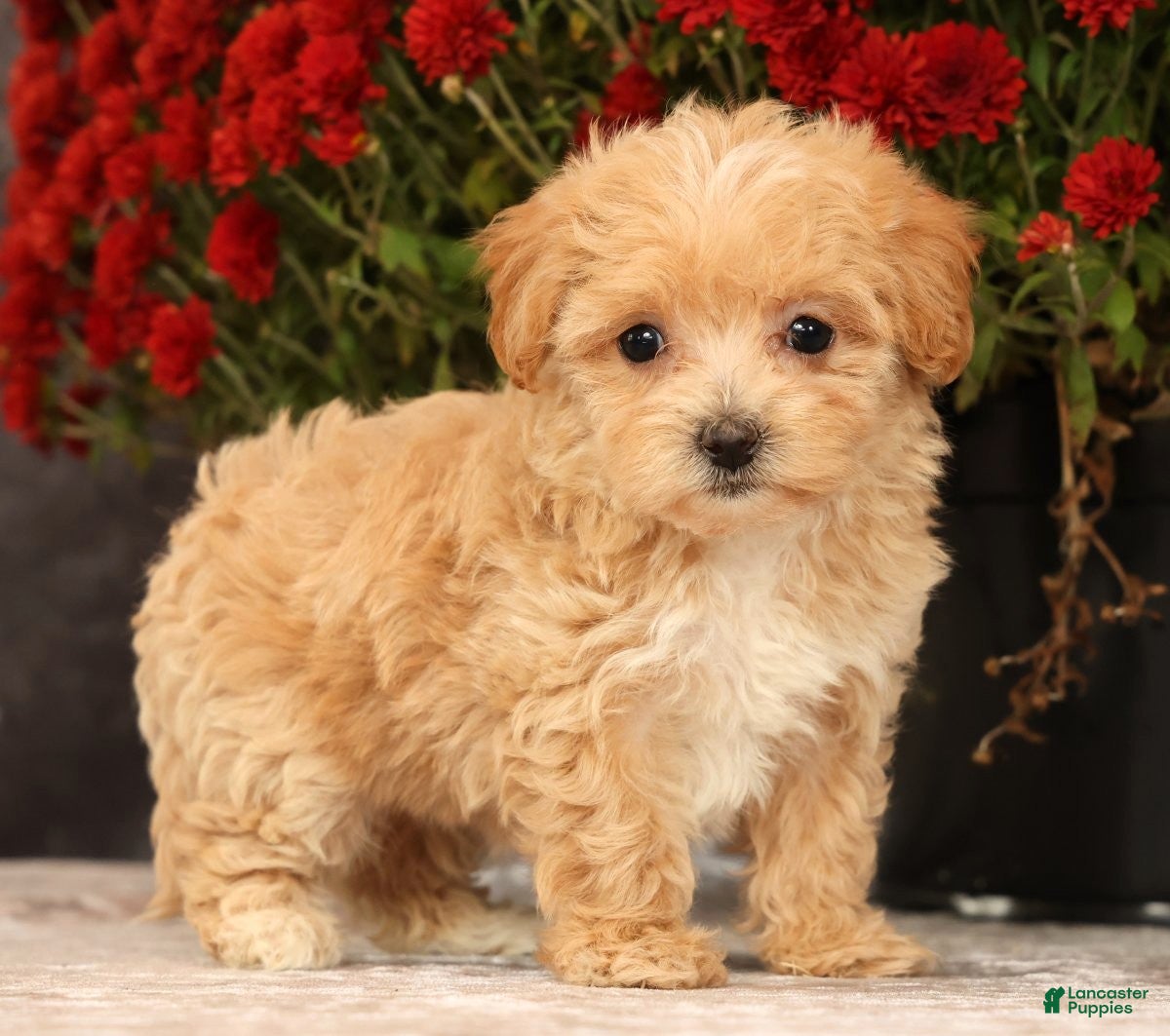 Havapoo dogs for sale: Riley - Ad 1