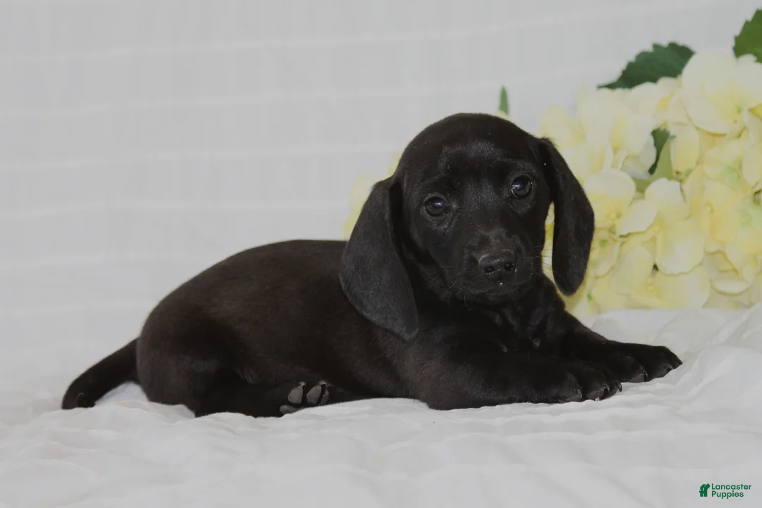 Dachshund dogs for sale: Charlie - Ad 3
