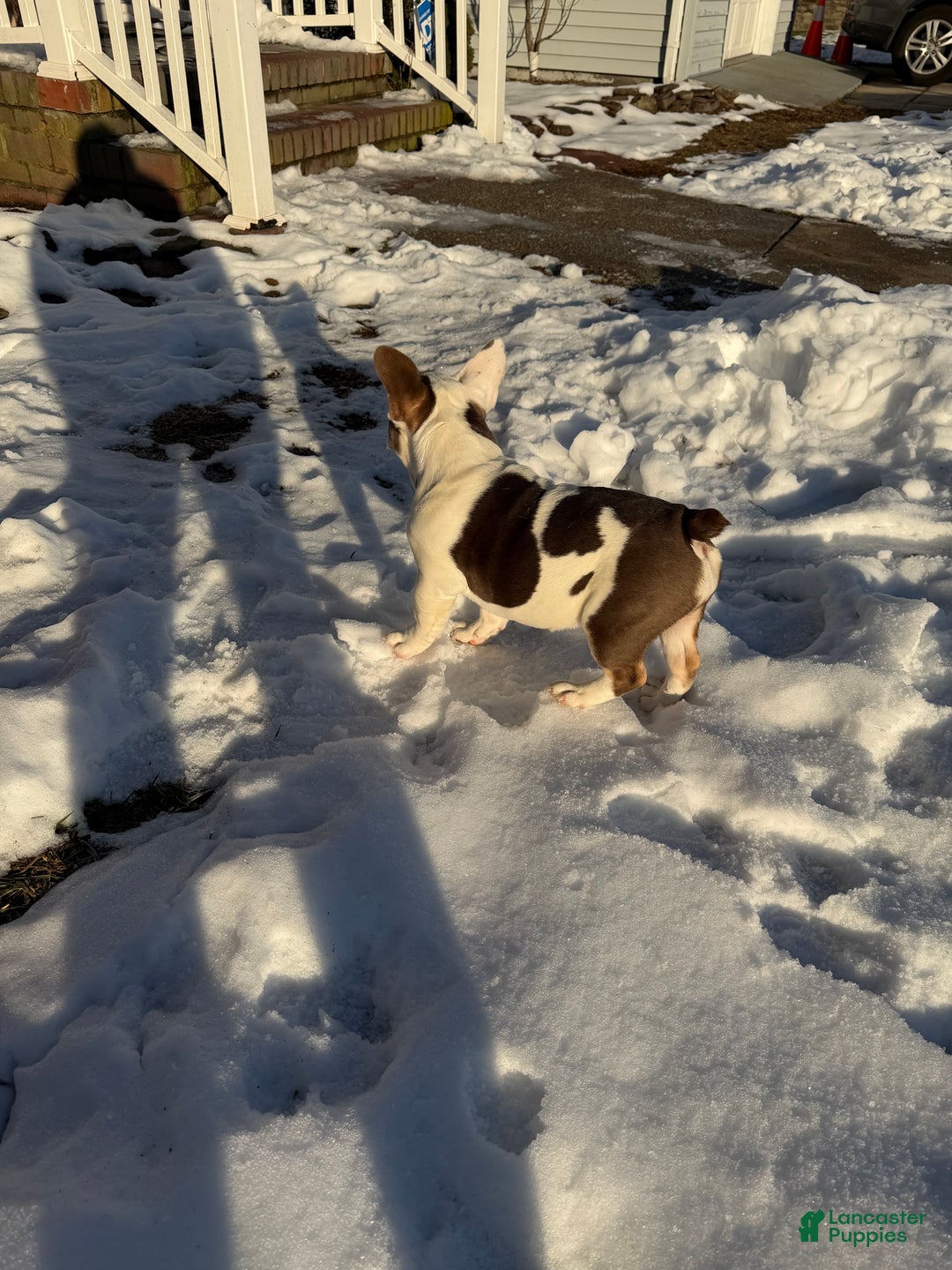 Mixed Breed dogs for sale: French Bulldog/English Bulldog MixPuppy 2 - Ad 2