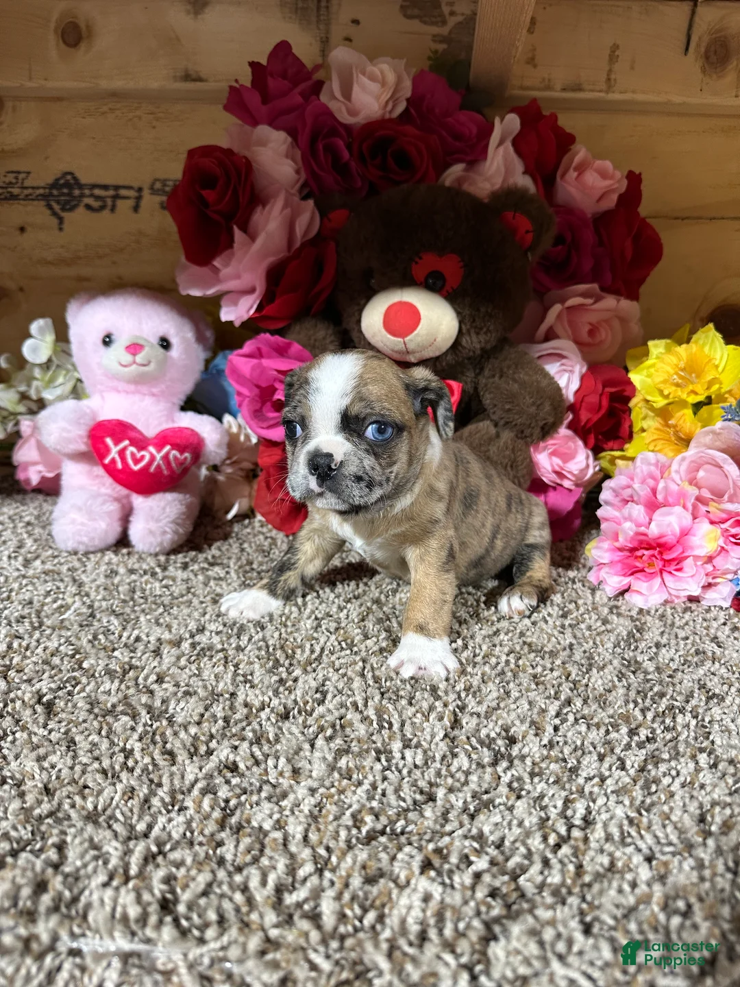 Mixed Breed dogs for sale: Mixed Breed Puppy 1 - Ad 2