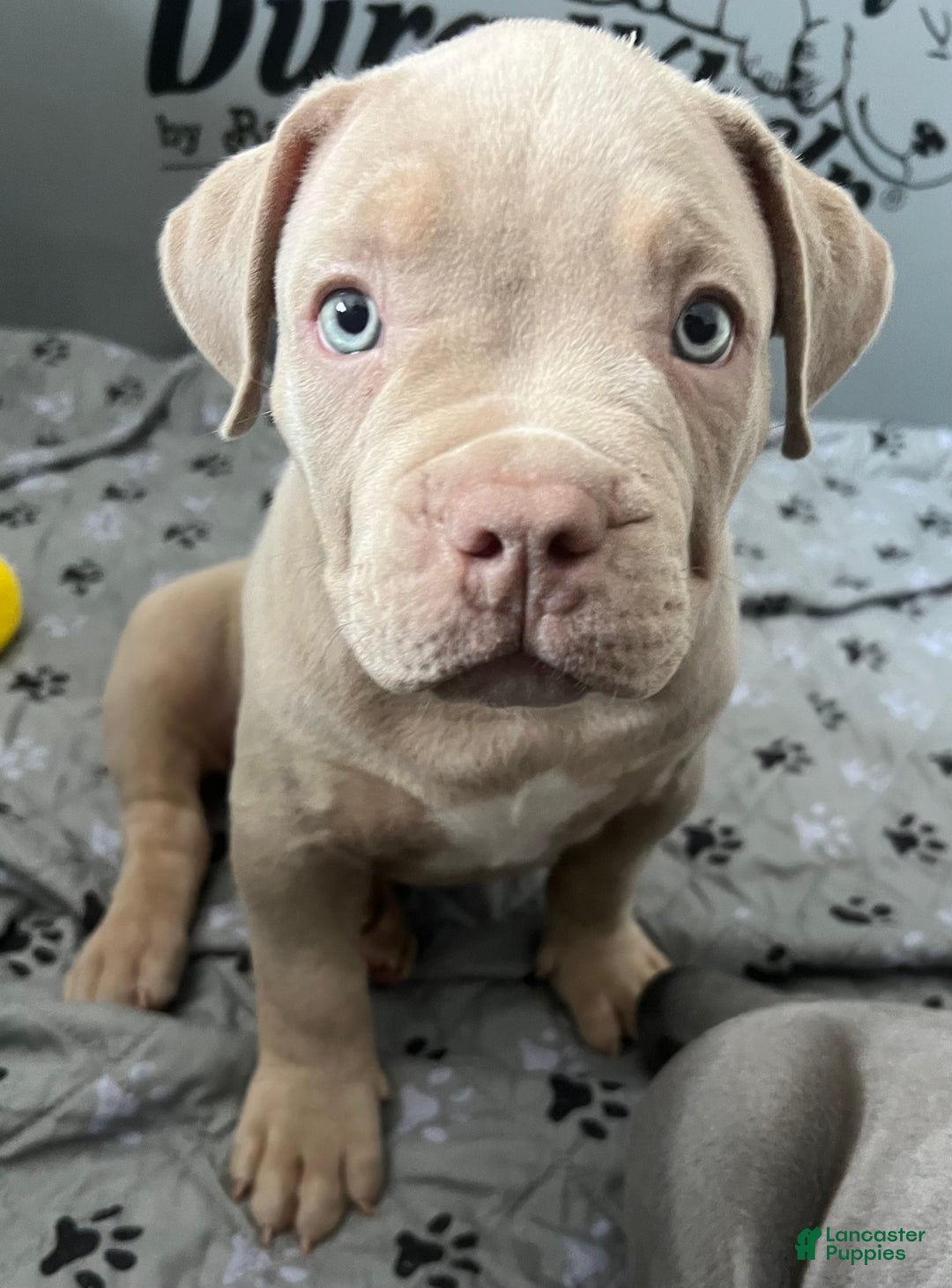 American Bully dogs for sale: Louis - Ad 5