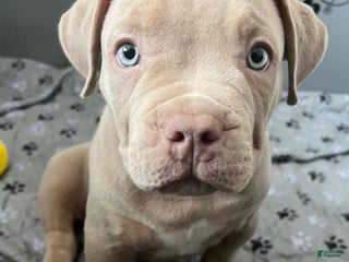 American Bully dogs - Ad 7