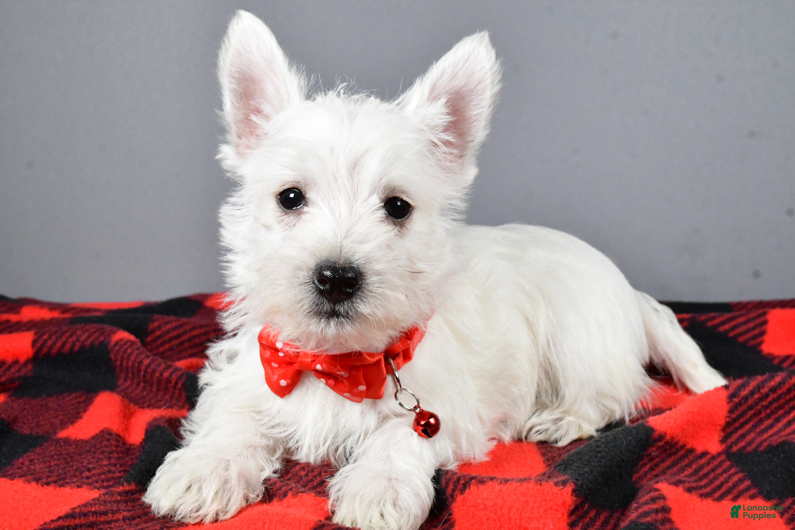West Highland Terrier Puppies for sale in Ohio Lancaster Puppies