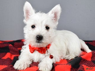 West Highland Terrier dogs - Ad 7