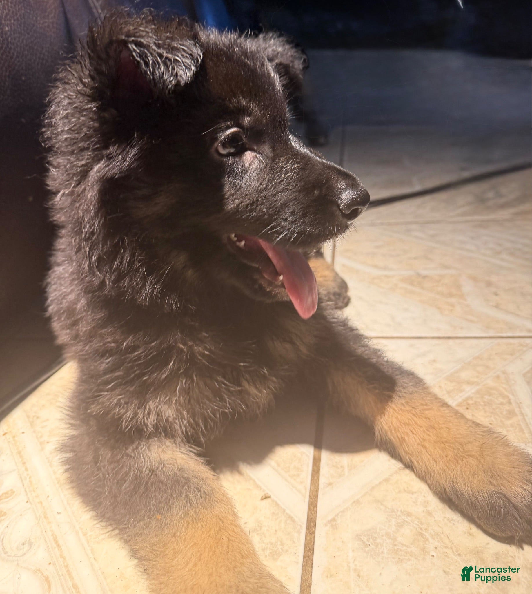 German Shepherd dogs German Shepherd 2 - Ad 1