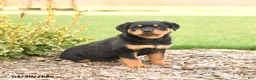 Rottweiler dogs for sale: Ryder - Ad 4