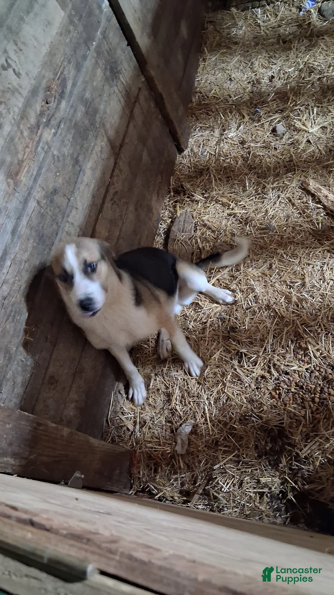 Mixed Breed dogs for stud: Clyde - Ad 4