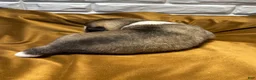 Akita dogs for sale: Astro - Ad 7