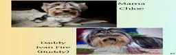Biewer Terrier dogs for sale: Biewer Terrier Puppy 1 - Ad 14