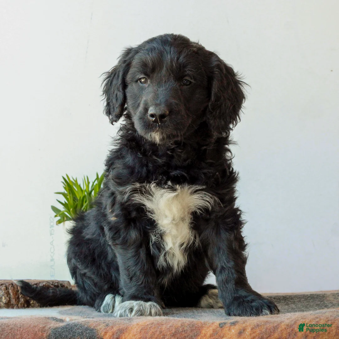 Mini Goldendoodle dogs for sale: Brandon  - Ad 1