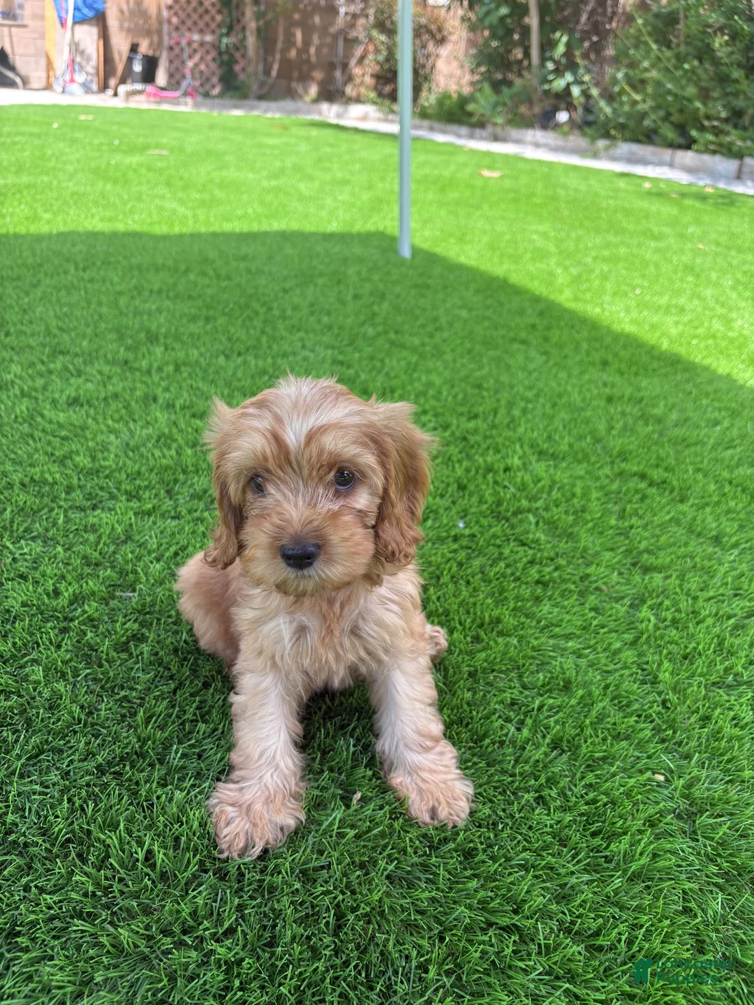 Maltipoo dogs for sale: Maltipoo 3 - Ad 6