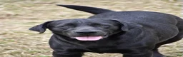 Labrador Retriever dogs for sale: Thunder - Ad 21