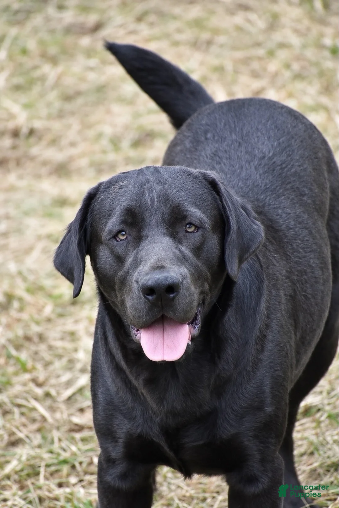 Labrador Retriever dogs for sale: Thunder - Ad 21