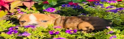 English Bulldog dogs for sale: Travis - 73713 - Ad 5