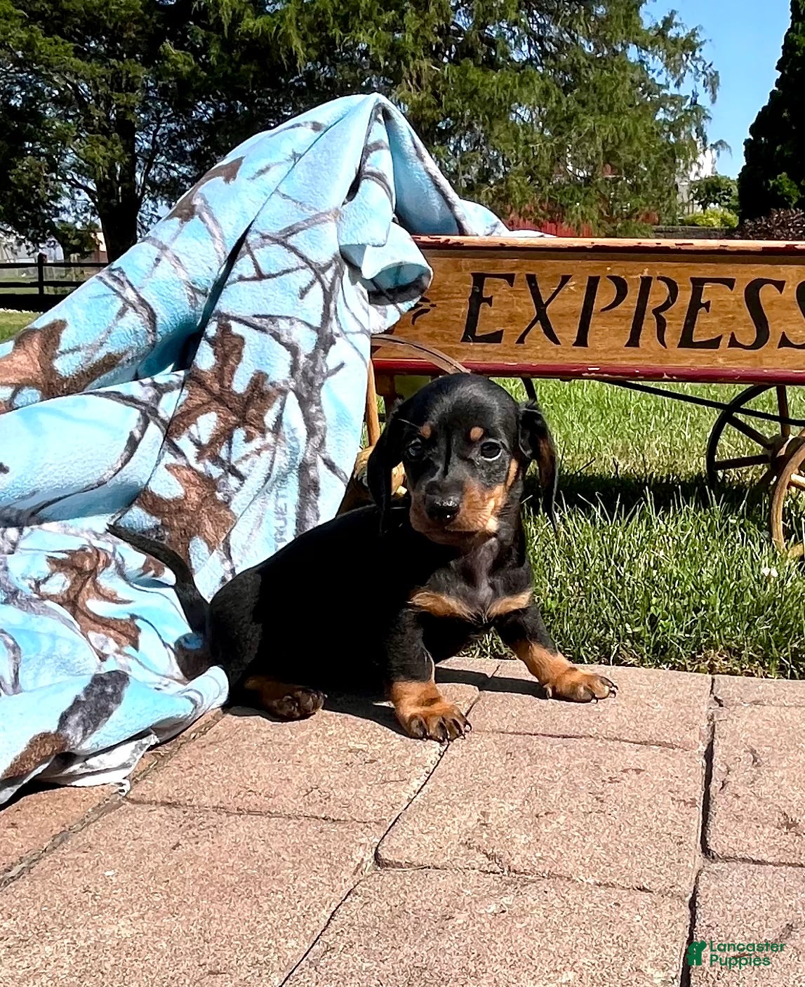 Dachshund dogs Toby❤️AKC Registered🐾Text for a playdate - Ad 2