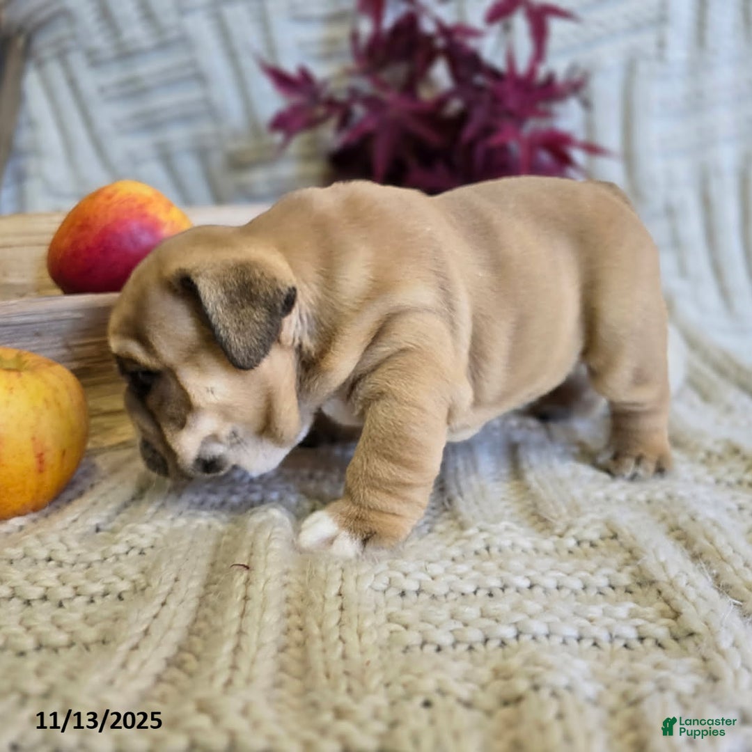 English Bulldog dogs for sale: Bear - Ad 16