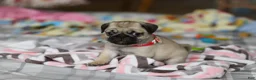 Pug dogs for sale: Penny  - Ad 8