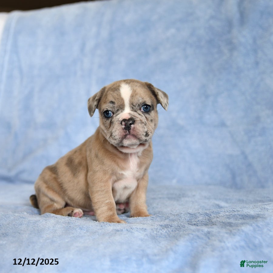 French Bulldog dogs Yackson - Ad 16