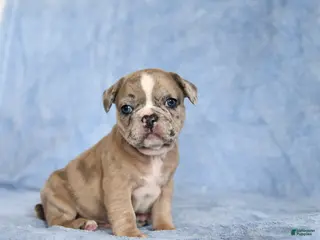 French Bulldog dogs Yackson - Ad 23