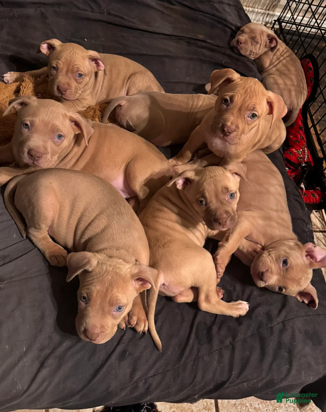 Mixed Breed dogs for sale: Mixed Breed Puppy 6 - Ad 5
