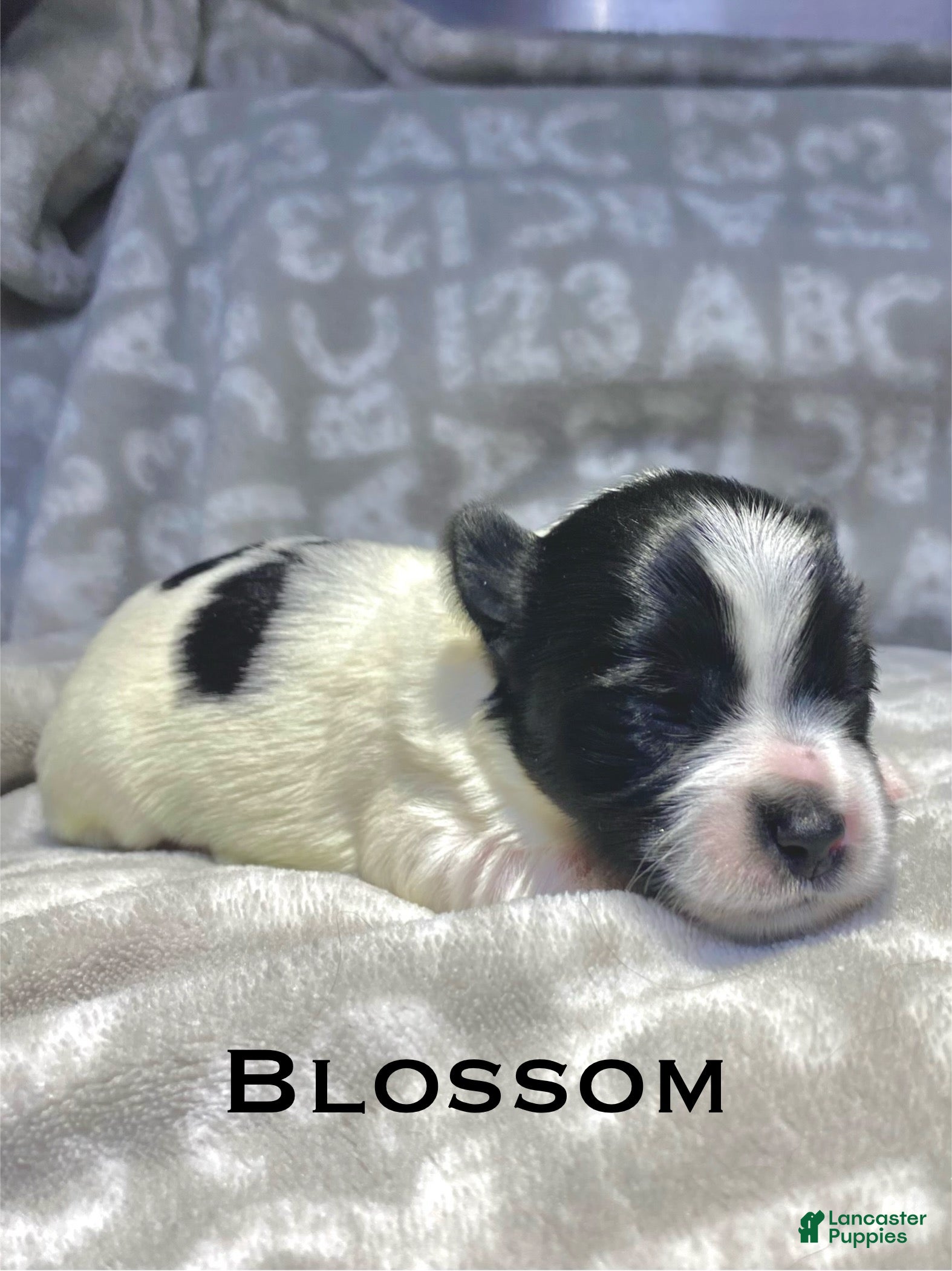 Biewer Terrier dogs Blossom - Ad 2