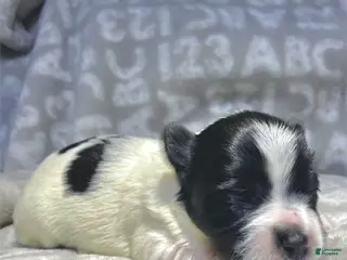 Biewer Terrier dogs Blossom - Ad 2