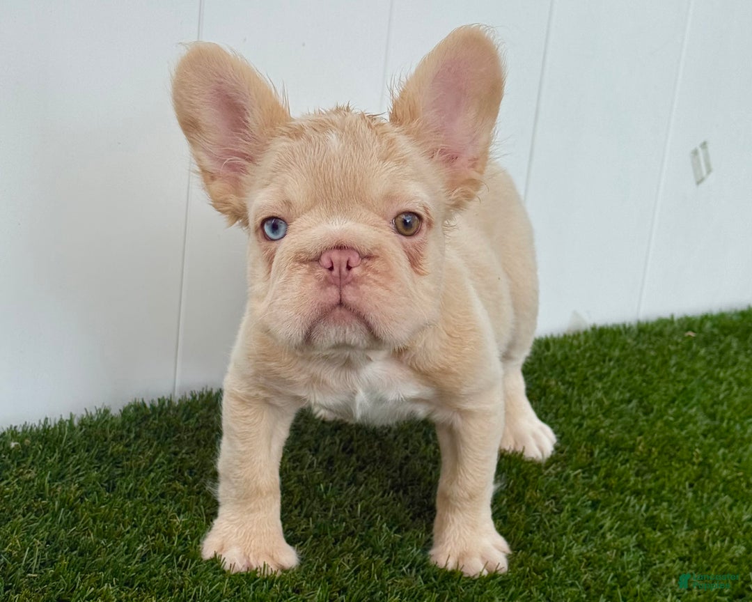 French Bulldog dogs for sale: Ella - Ad 2