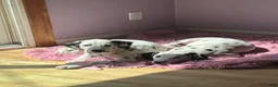 Dalmatian dogs for sale: Dalmatian 2 - Ad 3