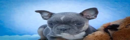 Frenchton dogs for sale: Poppy  - Ad 13